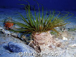 Cylinder anemone (Cerianthus) with a Hermit-crab (Pagurus... by Marko Perisic 